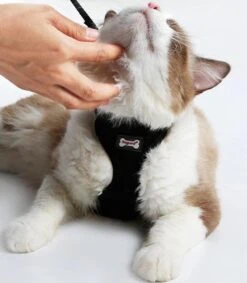 Kattenharnas - Harnas Voor Katten - Kattentuigje Met Looplijn - Zwart -Winkel Voor Kattenbenodigdheden 1049x1200 5