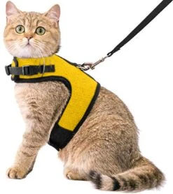 Kattentuigje Met Leiband Riem Kattenharnas Geel Maat M Kat & Kitten - Dieren Kattenriem - Cat Leash - Halsomvang 20 Tot 26cm - Borstomvang 30 Tot 34cm - Zootic®