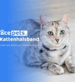 ACE Pets Reflecterende Kattenhalsband Met Veiligheidssluiting – Halsband Kat & Kitten - Met Adreskoker - Kittenhalsband & Kattenbandje Met Belletje - Zwart 22 ACE Pets Reflecterende Kattenhalsband Met Veiligheidssluiting – Halsband Kat & Kitten - Met Adreskoker - Kittenhalsband & Kattenbandje Met Belletje - Zwart -Winkel Voor Kattenbenodigdheden 1096x1200 2