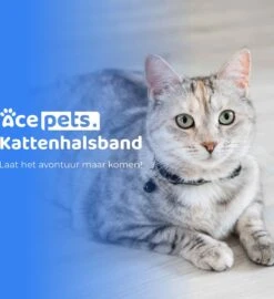 ACE Pets Reflecterende Kattenhalsband Met Veiligheidssluiting – Halsband Kat & Kitten - Met Adreskoker - Kittenhalsband & Kattenbandje Met Belletje - Geschikt Voor Apple Airtag - Zwart 20 ACE Pets Reflecterende Kattenhalsband Met Veiligheidssluiting – Halsband Kat & Kitten - Met Adreskoker - Kittenhalsband & Kattenbandje Met Belletje - Geschikt Voor Apple Airtag - Zwart -Winkel Voor Kattenbenodigdheden 1096x1200 3