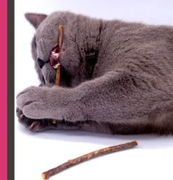 Make Me Purr Matatabi Sticks (5 Stuks) - Silver Vine Kattenkruid Stokjes - Catnip Effect Kauwstokjes - Kattensnack Kattensnoepjes - Kattenspeelgoed Kattenspeeltjes -Winkel Voor Kattenbenodigdheden 1152x1200 3