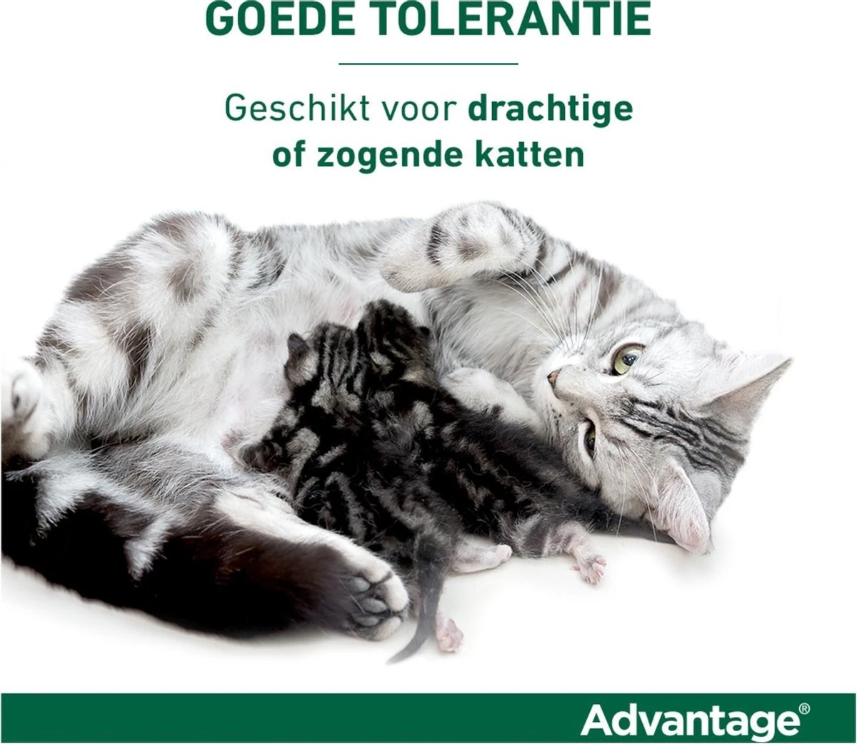 Bayer Advantage 40 Tegen Vlooien - <4kg - 4 X 0,4 Ml - Adult 17 Bayer Advantage 40 Tegen Vlooien - <4kg - 4 X 0,4 Ml - Adult - Afbeelding 15