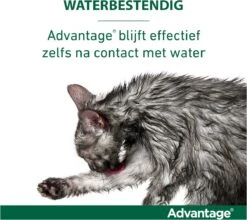 Bayer Anti Vlooienmiddel Advantage 80 > 4 Kg - 4 X 0,8 Ml -Winkel Voor Kattenbenodigdheden 1200x1069