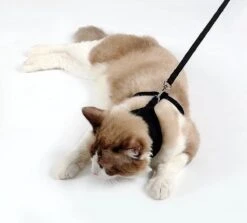 Kattenharnas - Harnas Voor Katten - Kattentuigje Met Looplijn - Zwart -Winkel Voor Kattenbenodigdheden 1200x1081 3