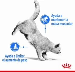 Royal Canin Light Weight Care - 3 Kg 18 Royal Canin Light Weight Care - 3 Kg -Winkel Voor Kattenbenodigdheden 1200x1143 3