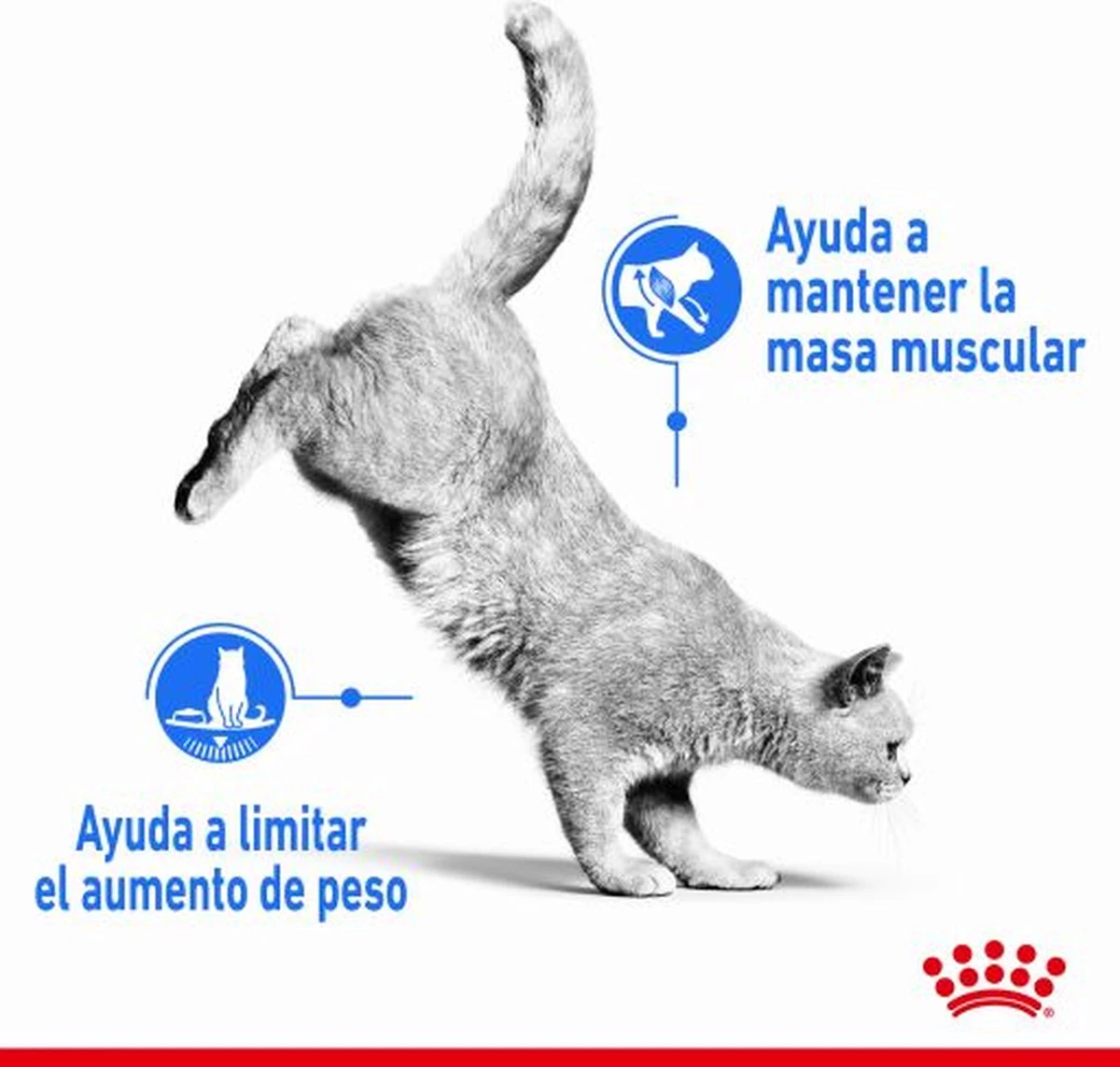 Royal Canin Light Weight Care - 3 Kg 6 Royal Canin Light Weight Care - 3 Kg - Afbeelding 4