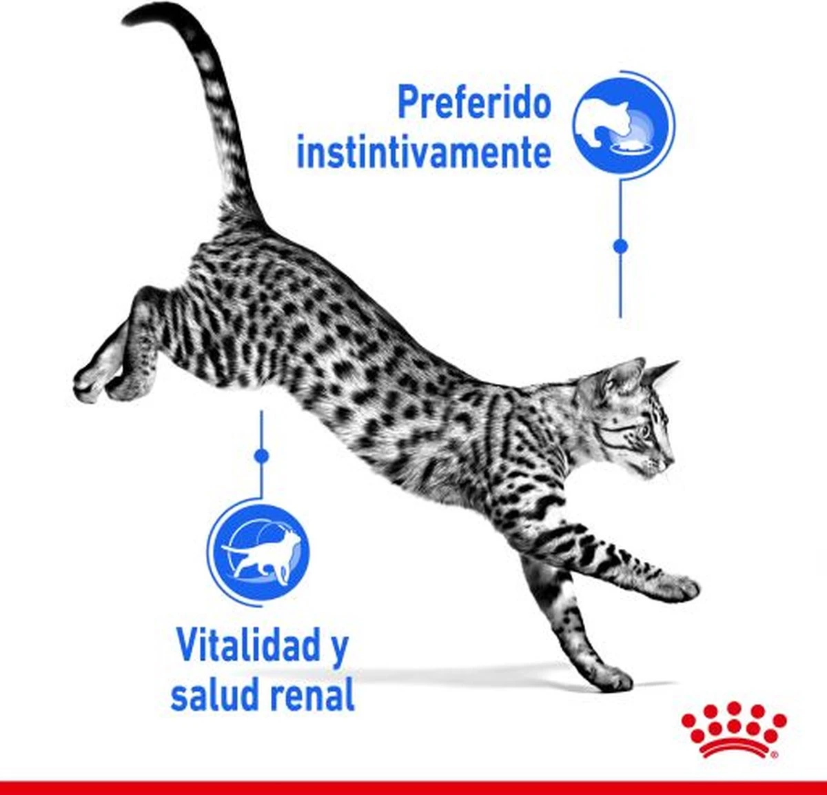 Royal Canin Feline Sterilised Indoor In Gravy 10 Royal Canin Feline Sterilised Indoor In Gravy - Afbeelding 8
