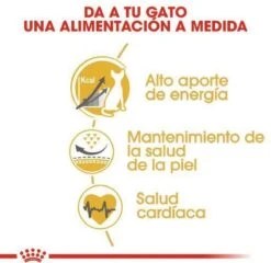 Royal Canin Sphynx Adult - Kattenvoer - 10 Kg -Winkel Voor Kattenbenodigdheden 1200x1164