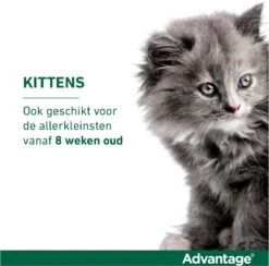 Bayer Anti Vlooienmiddel Advantage 80 > 4 Kg - 4 X 0,8 Ml -Winkel Voor Kattenbenodigdheden 1200x1183