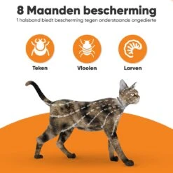 Nafurapets Vlooienband Voor Kat – Anti Vlooien – Teken Band – 100% Natuurlijk – 8 Maanden Bescherming – Grote & Kleine Kat -Winkel Voor Kattenbenodigdheden 1200x1200 1