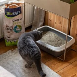 Biokat's Classic Fresh 3in1 - 18 L - Kattenbakvulling - Klontvormend - Lente Geur 14 Biokat's Classic Fresh 3in1 - 18 L - Kattenbakvulling - Klontvormend - Lente Geur -Winkel Voor Kattenbenodigdheden 1200x1200 1029
