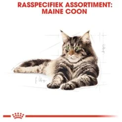 Royal Canin Maine Coon Adult - Kattenvoer - 10 Kg 24 Royal Canin Maine Coon Adult - Kattenvoer - 10 Kg -Winkel Voor Kattenbenodigdheden 1200x1200 103