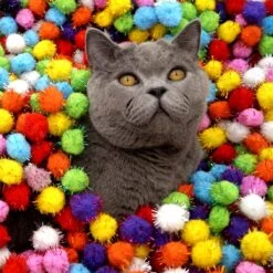 Make Me Purr Glitter Pompon Ballen (10 Stuks) - Kattenspeeltjes - Kattenspeelgoed - Speelgoed Voor Katten - Kat Speeltje Bal - Kitten Speeltjes Balletjes 10 Make Me Purr Glitter Pompon Ballen (10 Stuks) - Kattenspeeltjes - Kattenspeelgoed - Speelgoed Voor Katten - Kat Speeltje Bal - Kitten Speeltjes Balletjes -Winkel Voor Kattenbenodigdheden 1200x1200 1076