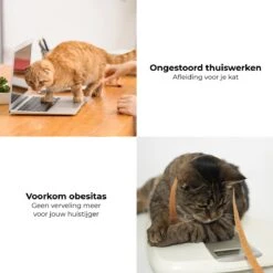 Pettadore - Laser Kattenspeeltjes - Smart Met Autoplay En Handmatig Via App -Winkel Voor Kattenbenodigdheden 1200x1200 1099