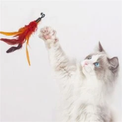 Merkloos Kattenhengel Met 10 Opzetstukjes - Kat Speelhengel Met Veren - Speelgoed Hengel Voor Katten – Kittenspeeltjes Met Veer – Kattenspeelgoed – Katten Speeltjes 12 Merkloos Kattenhengel Met 10 Opzetstukjes - Kat Speelhengel Met Veren - Speelgoed Hengel Voor Katten – Kittenspeeltjes Met Veer – Kattenspeelgoed – Katten Speeltjes -Winkel Voor Kattenbenodigdheden 1200x1200 1108