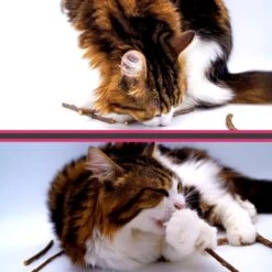 Make Me Purr Matatabi Sticks (10 Stuks) - Silver Vine Kattenkruid Stokjes - Catnip Effect Kauwstokjes - Kattensnack Kattensnoepjes - Kattenspeelgoed Kattenspeeltjes -Winkel Voor Kattenbenodigdheden 1200x1200 203