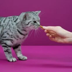 Whiskas Temptations Kattensnacks - Kip En Kaas - 8 X 60 Gr 11 Whiskas Temptations Kattensnacks - Kip En Kaas - 8 X 60 Gr -Winkel Voor Kattenbenodigdheden 1200x1200 243