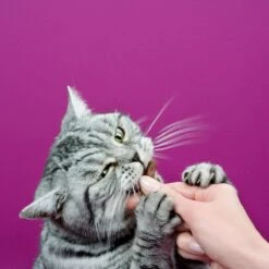 Whiskas Sticks Kattensnack - Kip - 14 X 6 Stuks 7 Whiskas Sticks Kattensnack - Kip - 14 X 6 Stuks -Winkel Voor Kattenbenodigdheden 1200x1200 245