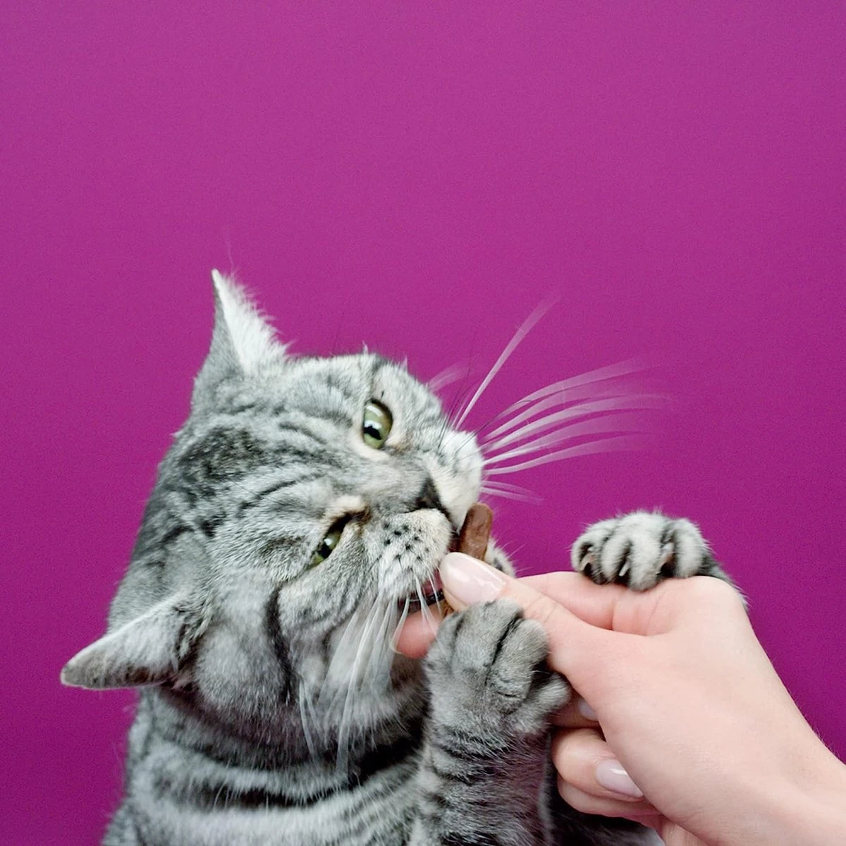 Whiskas Sticks Kattensnack - Kip - 14 X 6 Stuks 5 Whiskas Sticks Kattensnack - Kip - 14 X 6 Stuks - Afbeelding 3