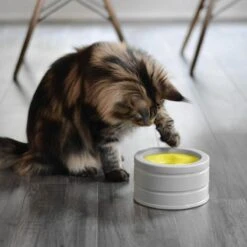 BeOneBreed Intellikatt - Slowfeeder Voor Katten - Voerpuzzel Aanbevolen Door Dierenartsen En Kattengedragsdeskundigen 15 BeOneBreed Intellikatt - Slowfeeder Voor Katten - Voerpuzzel Aanbevolen Door Dierenartsen En Kattengedragsdeskundigen -Winkel Voor Kattenbenodigdheden 1200x1200 287