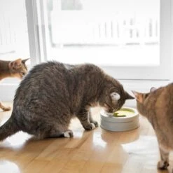 BeOneBreed Intellikatt - Slowfeeder Voor Katten - Voerpuzzel Aanbevolen Door Dierenartsen En Kattengedragsdeskundigen 17 BeOneBreed Intellikatt - Slowfeeder Voor Katten - Voerpuzzel Aanbevolen Door Dierenartsen En Kattengedragsdeskundigen -Winkel Voor Kattenbenodigdheden 1200x1200 289