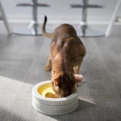 BeOneBreed Intellikatt - Slowfeeder Voor Katten - Voerpuzzel Aanbevolen Door Dierenartsen En Kattengedragsdeskundigen 19 BeOneBreed Intellikatt - Slowfeeder Voor Katten - Voerpuzzel Aanbevolen Door Dierenartsen En Kattengedragsdeskundigen -Winkel Voor Kattenbenodigdheden 1200x1200 290