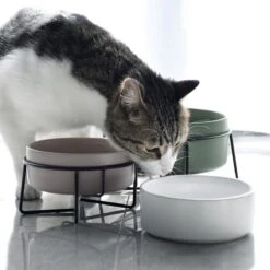 GIZMO 2x Voerbak Kat - 400 Ml - Groen - Keramische Drink- & Voerbakken Met Standaard - 13 Cm - 2 Stuks 24 GIZMO 2x Voerbak Kat - 400 Ml - Groen - Keramische Drink- & Voerbakken Met Standaard - 13 Cm - 2 Stuks -Winkel Voor Kattenbenodigdheden 1200x1200 342