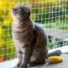 Kattennet Premium - 8 X 3M - Katten Net Voor Balkon - Transparant - Balkon Net - Makkelijk Te Monteren - Kattengaas - Gaas -Winkel Voor Kattenbenodigdheden 1200x1200 370