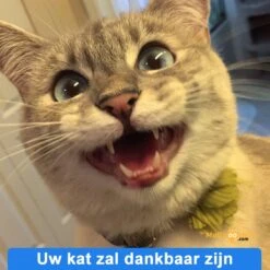 Anti-parasitaire Druppels Tegen Vlooien, Teken, Mijten En Luizen - Voor Katten Vanaf 12 Weken 9 Anti-parasitaire Druppels Tegen Vlooien, Teken, Mijten En Luizen - Voor Katten Vanaf 12 Weken -Winkel Voor Kattenbenodigdheden 1200x1200 45