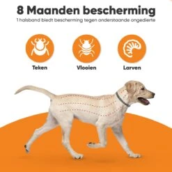 Nafurapets Vlooienband Voor Hond – Anti Vlooien – Teken Band – 100% Natuurlijk – 8 Maanden Bescherming – Grote & Kleine Hond -Winkel Voor Kattenbenodigdheden 1200x1200 48