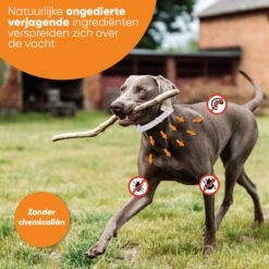 Nafurapets Vlooienband Voor Hond – Anti Vlooien – Teken Band – 100% Natuurlijk – 8 Maanden Bescherming – Grote & Kleine Hond -Winkel Voor Kattenbenodigdheden 1200x1200 51