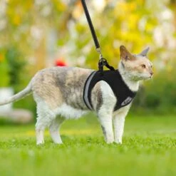 Merkloos Kattentuigje Met Looplijn | Zwart Kattenharnas | Easy Step In | Kattenriem | Kattenlijn | Kattentuig | Maat S -Winkel Voor Kattenbenodigdheden 1200x1200 519