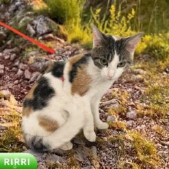 Rirri Kattenharnas Met Looplijn - Kattentuigje Met Looplijn Hoogwaardige Kwaliteit - Rood -Winkel Voor Kattenbenodigdheden 1200x1200 531