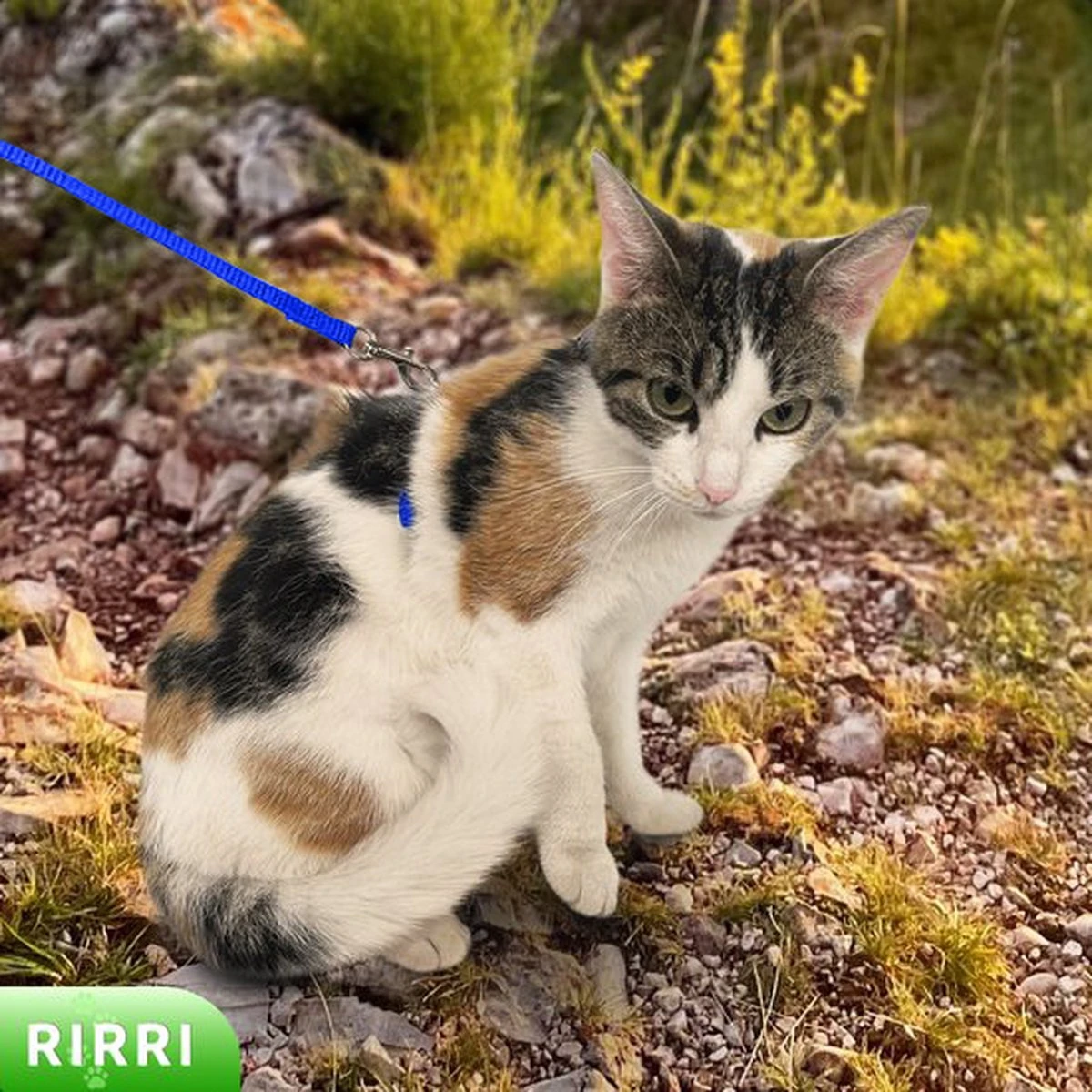 Rirri Kattenharnas Met Looplijn - Kattentuigje Met Looplijn Hoogwaardige Kwaliteit - Blauw 6 Rirri Kattenharnas Met Looplijn - Kattentuigje Met Looplijn Hoogwaardige Kwaliteit - Blauw - Afbeelding 4