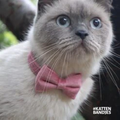 Kattenhalsband Velvet Met Strik | Halsband Kat | Kattenband Velours | Kattenbandje Velvet Met Strik, Veiligheidssluiting En Belletje In Roze -Winkel Voor Kattenbenodigdheden 1200x1200 562