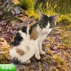 Rirri Kattenharnas Met Looplijn - Kattentuigje Met Looplijn Hoogwaardige Kwaliteit - Zwart 12 Rirri Kattenharnas Met Looplijn - Kattentuigje Met Looplijn Hoogwaardige Kwaliteit - Zwart -Winkel Voor Kattenbenodigdheden 1200x1200 573