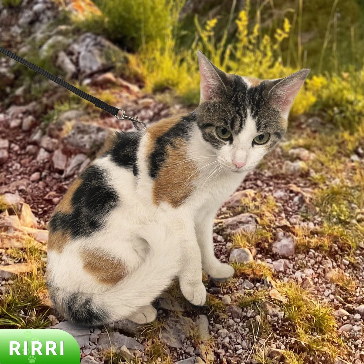 Rirri Kattenharnas Met Looplijn - Kattentuigje Met Looplijn Hoogwaardige Kwaliteit - Zwart 6 Rirri Kattenharnas Met Looplijn - Kattentuigje Met Looplijn Hoogwaardige Kwaliteit - Zwart - Afbeelding 4