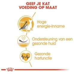 Royal Canin Sphynx Adult - Kattenvoer - 10 Kg -Winkel Voor Kattenbenodigdheden 1200x1200 60