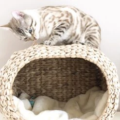 Ebi Radiator Sunrise Kattenmand - Incl. Kussen - Beige - 45 X 30 X 30 Cm 10 Ebi Radiator Sunrise Kattenmand - Incl. Kussen - Beige - 45 X 30 X 30 Cm -Winkel Voor Kattenbenodigdheden 1200x1200 603