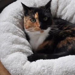 All For Paws Donut Bed – Kattenmand – Biedt Warmte En Comfort Voor Katten Of Kleine Honden – Ø 45cm – Beige – Wasbaar Met De Hand 11 All For Paws Donut Bed – Kattenmand – Biedt Warmte En Comfort Voor Katten Of Kleine Honden – Ø 45cm – Beige – Wasbaar Met De Hand -Winkel Voor Kattenbenodigdheden 1200x1200 673