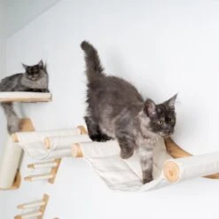 Winkel Voor Kattenbenodigdheden -Winkel Voor Kattenbenodigdheden 1200x1200 764