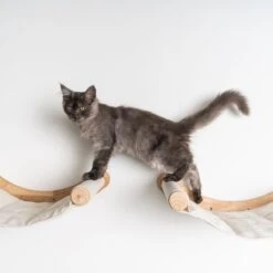 RHRQuality Wandmeubel Wandmontage Klimmuur Kat 53 X 43cm Luxe Hangmat XXL Creme Klim Wand Muur Krabpaal Katten Muurbevestiging -Winkel Voor Kattenbenodigdheden 1200x1200 765