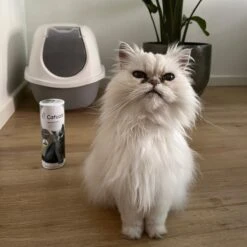 Catuals Kattenbakvulling Geurverdrijver - Neutraliseert Urinegeur Van Katten - Cotton Fresh - 500g -Winkel Voor Kattenbenodigdheden 1200x1200 851