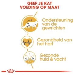 Royal Canin Maine Coon Adult - Kattenvoer - 10 Kg 17 Royal Canin Maine Coon Adult - Kattenvoer - 10 Kg -Winkel Voor Kattenbenodigdheden 1200x1200 98