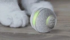 Cheerble Mini Ball 2.0 - Slimme Interactieve Zelf Rollende Bal Voor Katten - 3 Speelmodi - Kattenspeeltjes - USB Oplaadbaar - Rood -Winkel Voor Kattenbenodigdheden 1200x696 2