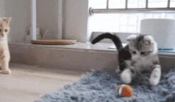 Cheerble Mini Ball 2.0 - Slimme Interactieve Zelf Rollende Bal Voor Katten - 3 Speelmodi - Kattenspeeltjes - USB Oplaadbaar - Rood -Winkel Voor Kattenbenodigdheden 1200x701 1