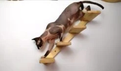 Kattentrap Hout - Linksonder Naar Rechtsboven - Handgemaakte Kattenladder - Katten Klimmuur Klimwand 13 Kattentrap Hout - Linksonder Naar Rechtsboven - Handgemaakte Kattenladder - Katten Klimmuur Klimwand -Winkel Voor Kattenbenodigdheden 1200x706 1