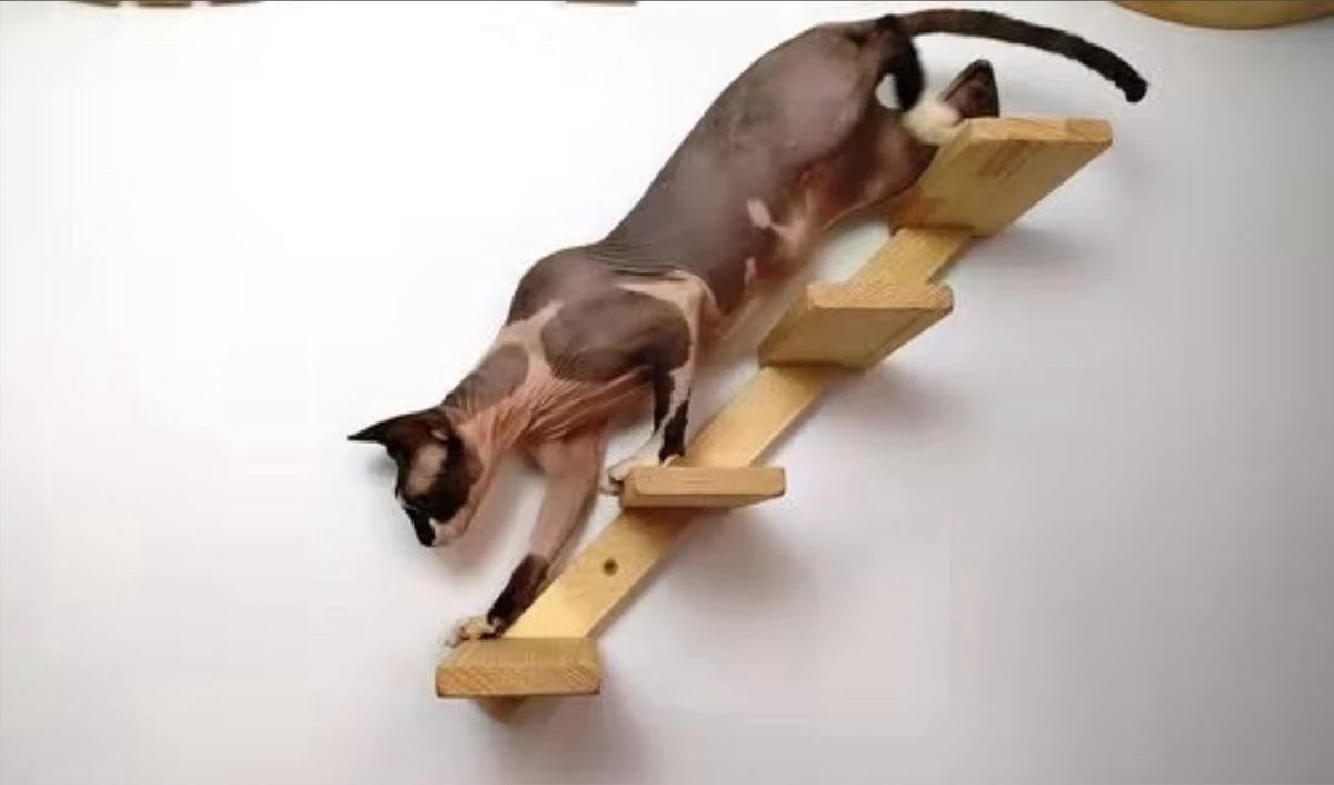 Kattentrap Hout - Linksonder Naar Rechtsboven - Handgemaakte Kattenladder - Katten Klimmuur Klimwand 8 Kattentrap Hout - Linksonder Naar Rechtsboven - Handgemaakte Kattenladder - Katten Klimmuur Klimwand - Afbeelding 6