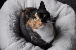 All For Paws Donut Bed – Kattenmand – Biedt Warmte En Comfort Voor Katten Of Kleine Honden – Ø 45cm – Beige – Wasbaar Met De Hand 10 All For Paws Donut Bed – Kattenmand – Biedt Warmte En Comfort Voor Katten Of Kleine Honden – Ø 45cm – Beige – Wasbaar Met De Hand -Winkel Voor Kattenbenodigdheden 1200x796 1