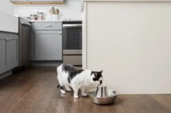 PetSafe® Seaside Stainless Steel Pet Fountain - RVS Drinkfontein Voor Katten En Kleine Honden - Water Borrelt Zacht Over De Toren - Door Het Design Van Alle Kanten Bereikbaar - 1,8 Liter - PetSafe Seaside -Winkel Voor Kattenbenodigdheden 1200x799 1